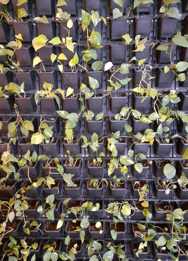 Clicked from Galaxy M20 (4)