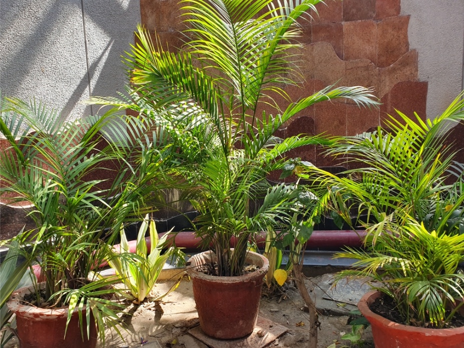 S10 Plus Back Camera