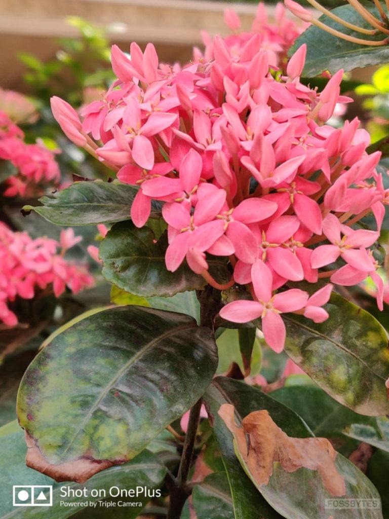 OnePlus 7 Pro Camera Sample 6