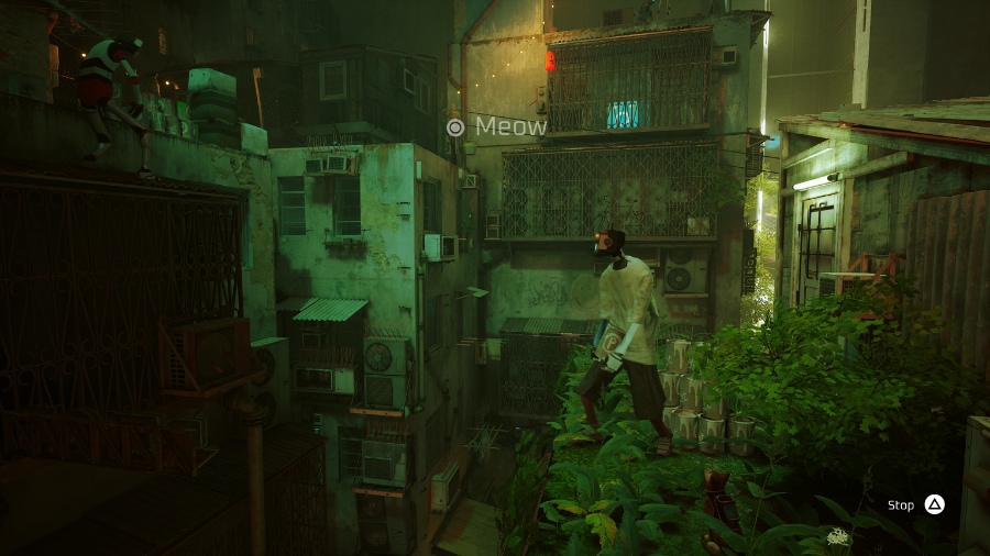 meow paint bucket stray