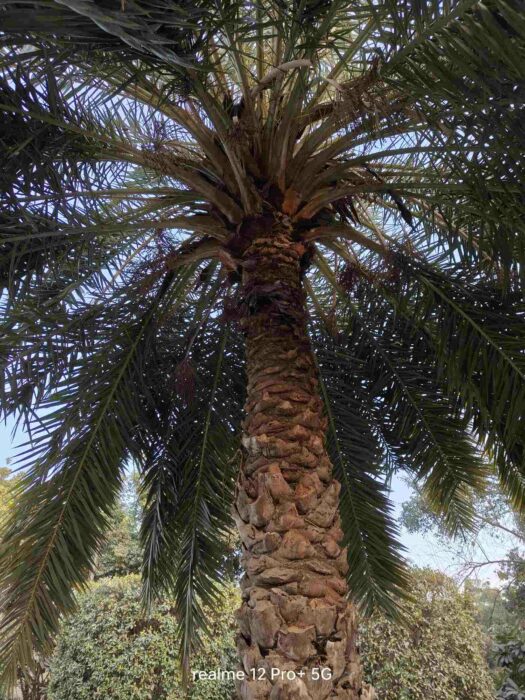 Image from the main camera of the Realme 12 Pro Plus 4